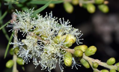 Чайное дерево