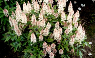 Тиарелла или Тиарка (Tiarella)