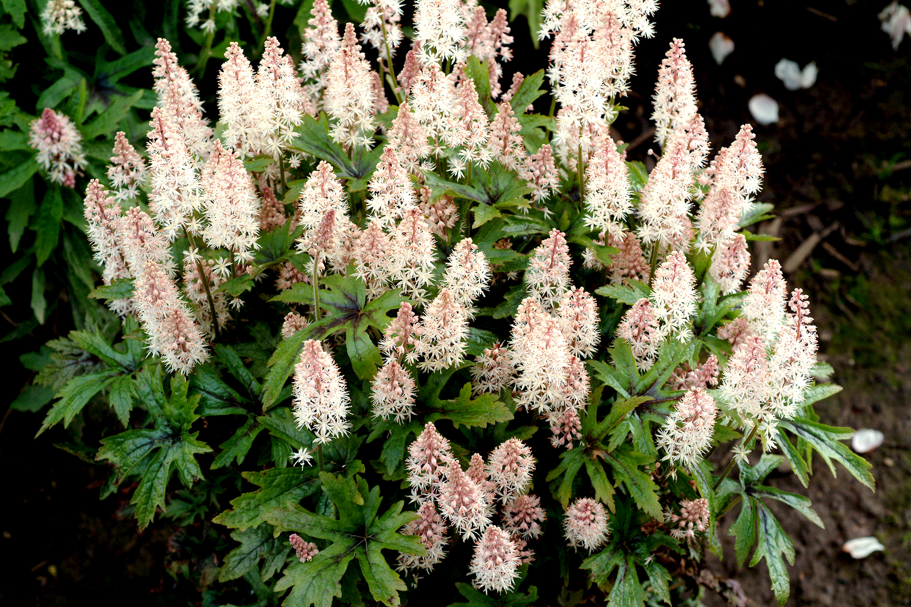 Тиарелла или Тиарка (Tiarella)